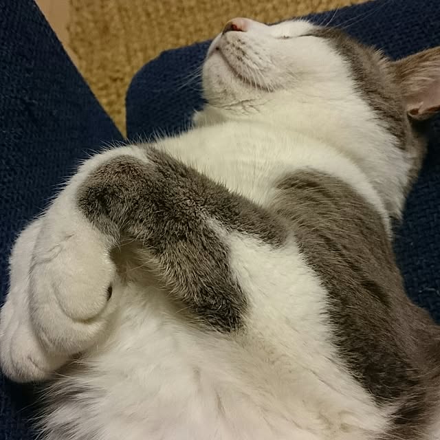 chicchiさんの実例写真