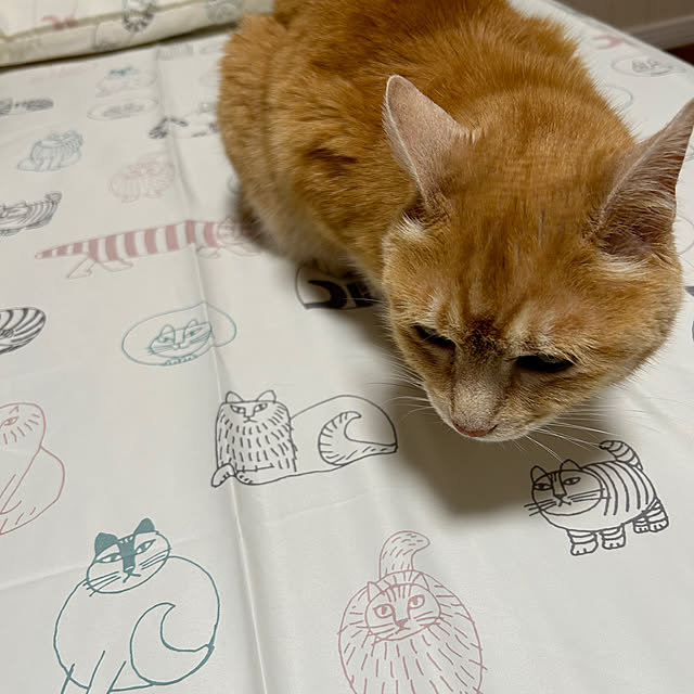 mikeume7さんの部屋