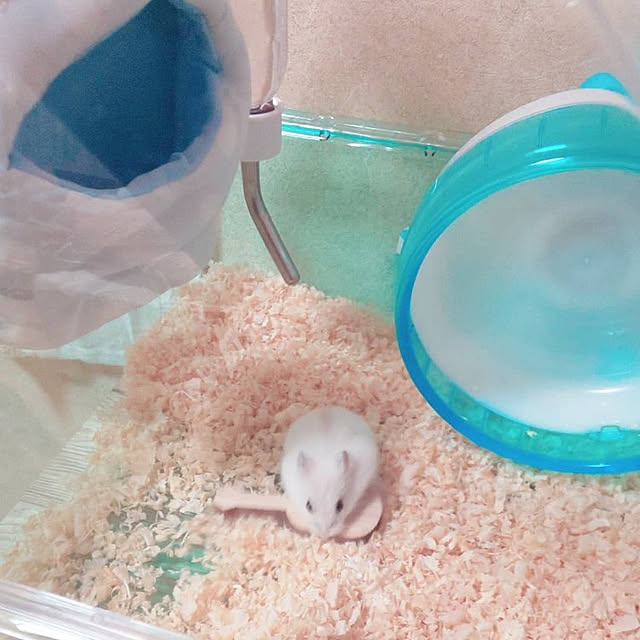 harumoeさんの実例写真