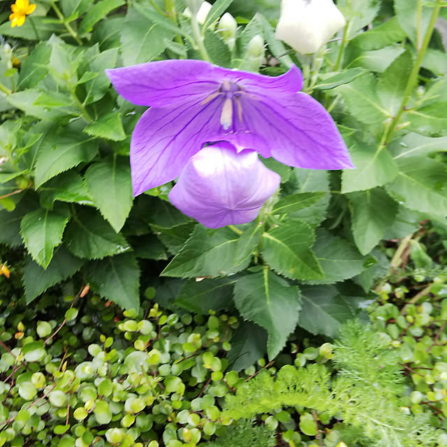 koyutan-mjmさんの実例写真