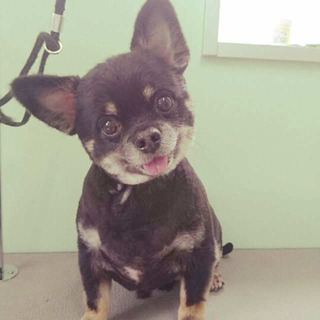 komugiさんの実例写真