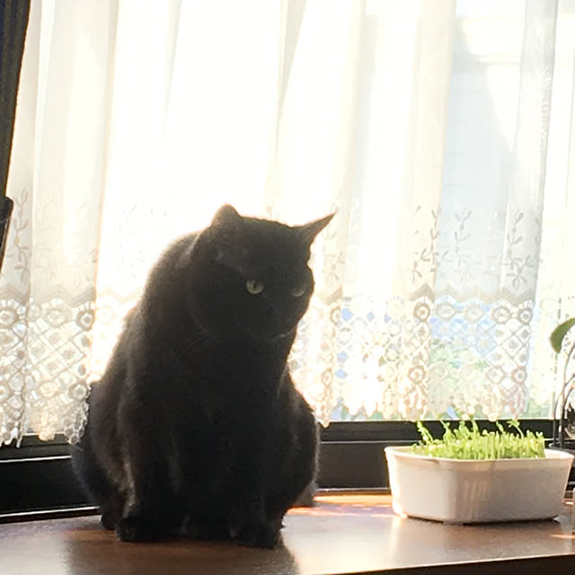 kirakirahoshiさんの実例写真