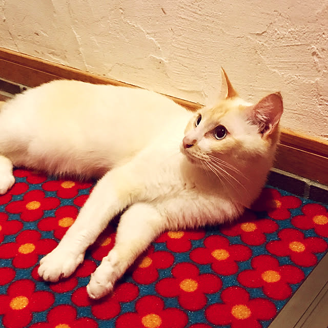 sakurasakuさんの実例写真