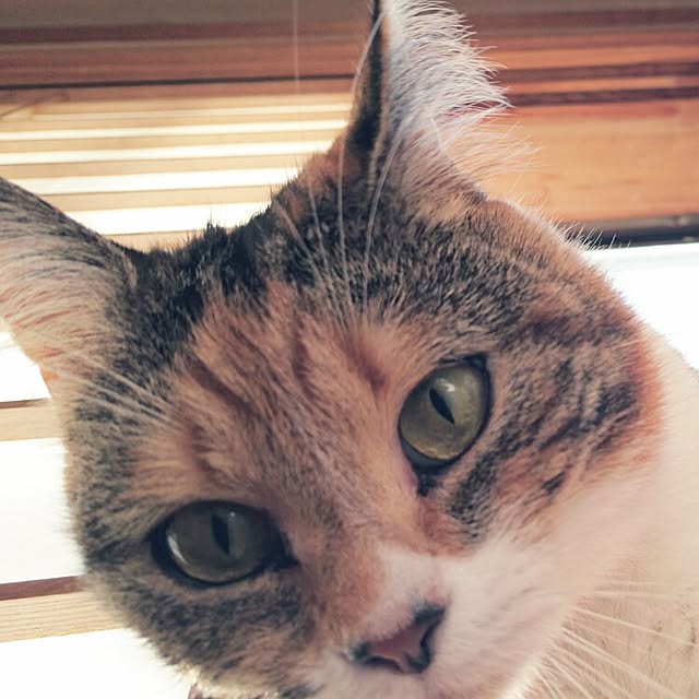 yukieさんの実例写真
