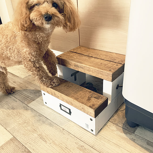 犬のいる暮らし/むぎくん/マルプー/暮らしを楽しむ/ハンドメイド家具...などのインテリア実例 - 2022-10-30 10:42:44