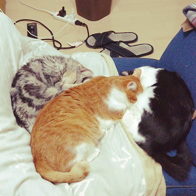 suisaiさんの実例写真