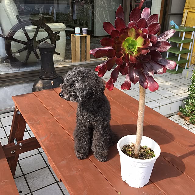 キッチンのインテリア実例 - 2017-04-02 10:13:54