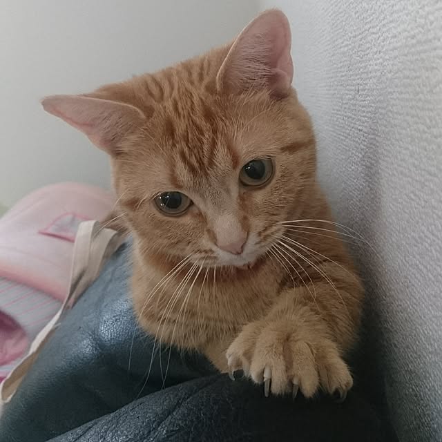 shinobuさんの実例写真
