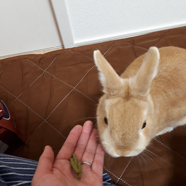 aiさんの実例写真