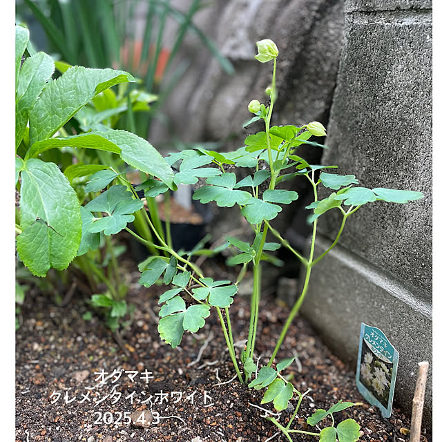 buchiさんの部屋