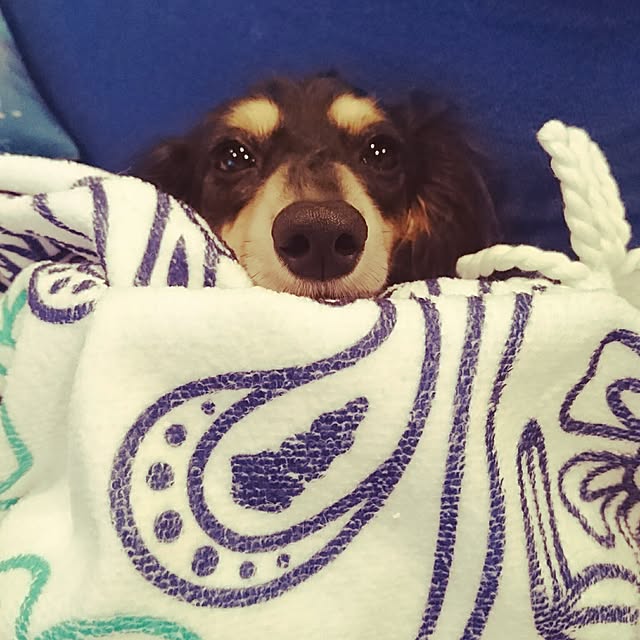 cocosorasakuさんの実例写真