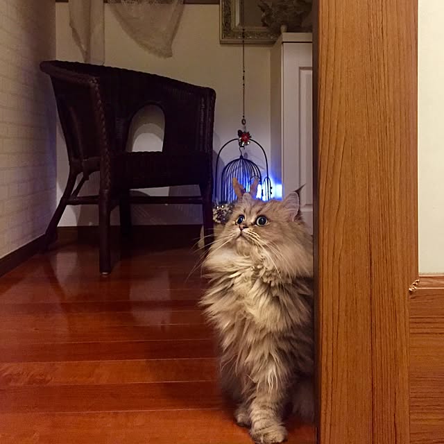 butachanさんの実例写真