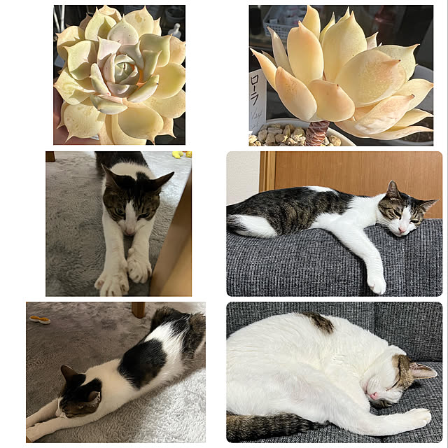 melmelさんの実例写真