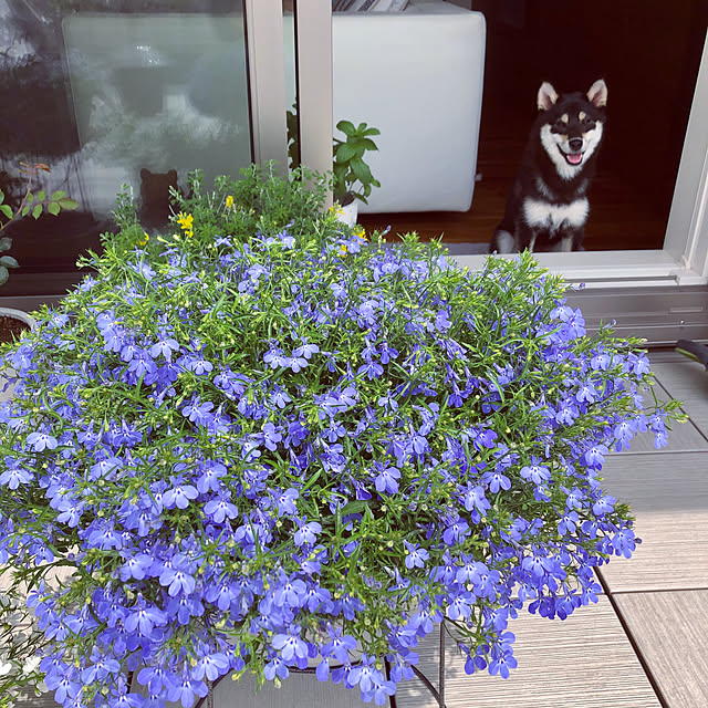 nuruiさんの実例写真