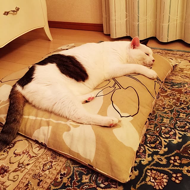 coedodecoさんの実例写真