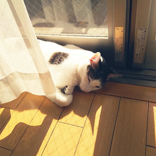 sakuraさんの実例写真