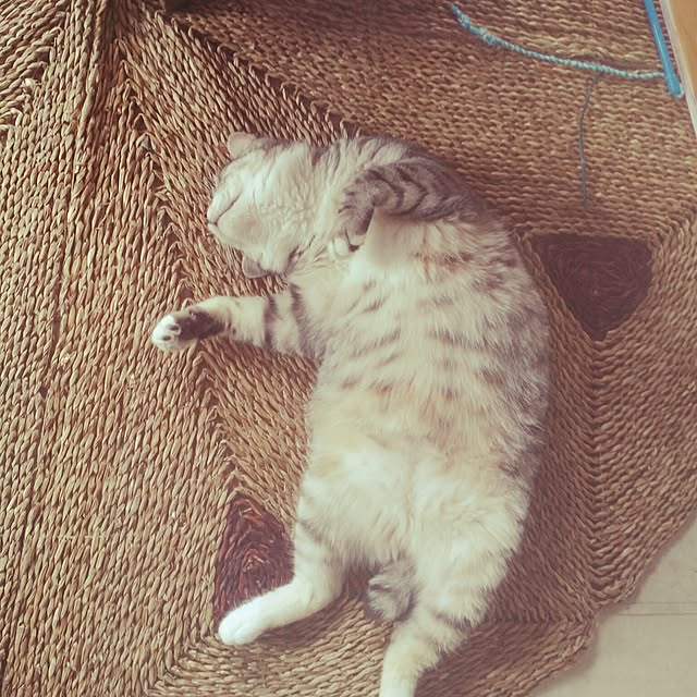 annさんの実例写真