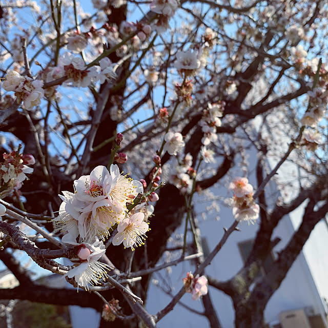muraさんの実例写真