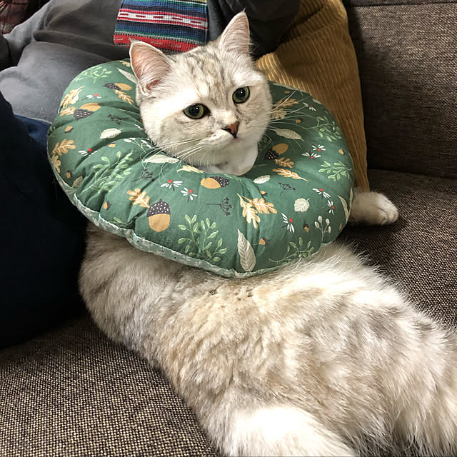 raimuさんの実例写真