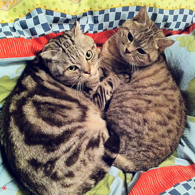 nekoleoさんの実例写真