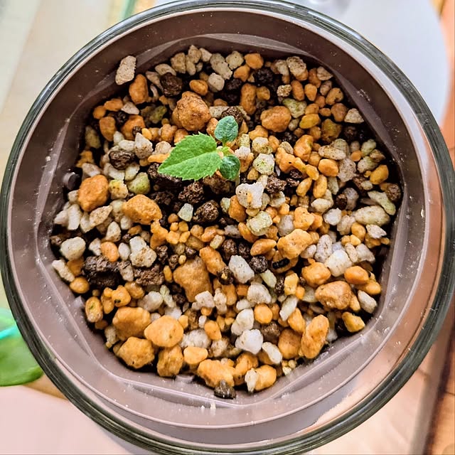 mi-saさんの部屋