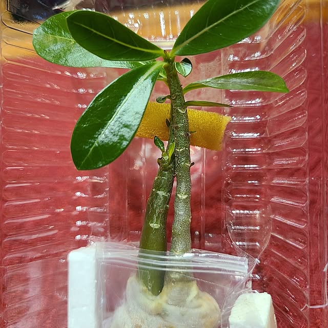 Rubiconさんの部屋