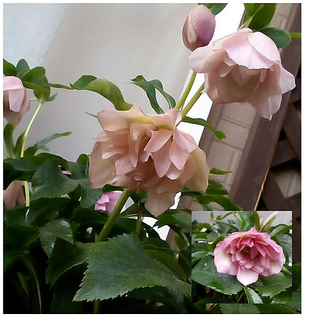 mariagardenさんの実例写真