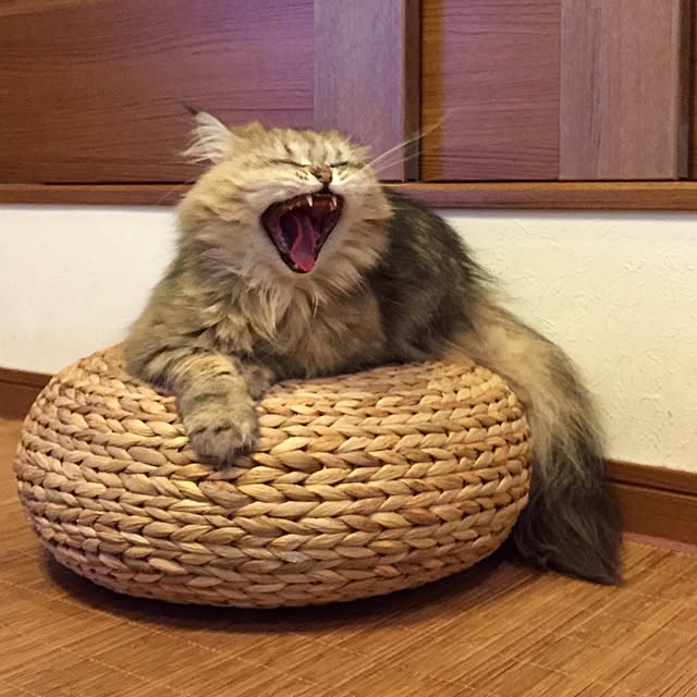 butachanさんの実例写真