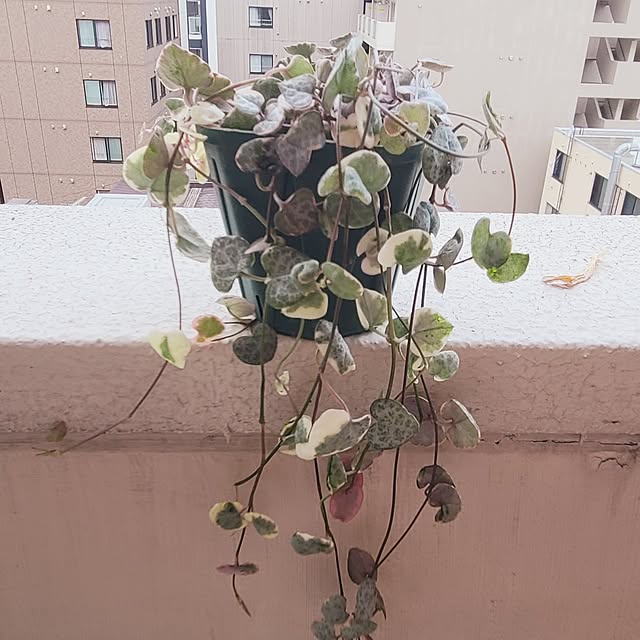 monnさんの部屋