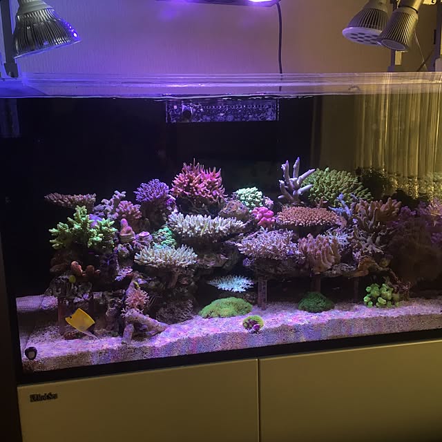 aquarium_seaさんの実例写真