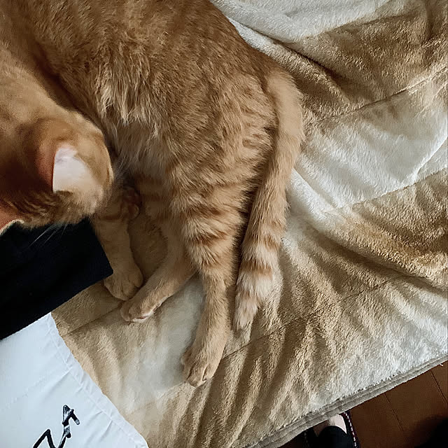 rijuさんの実例写真
