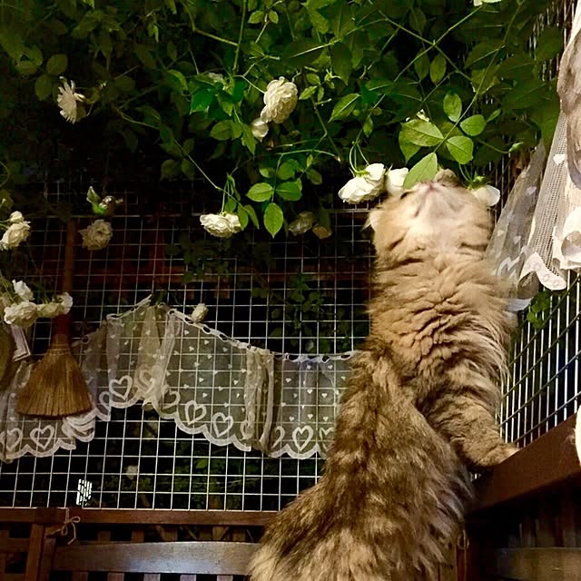 butachanさんの実例写真