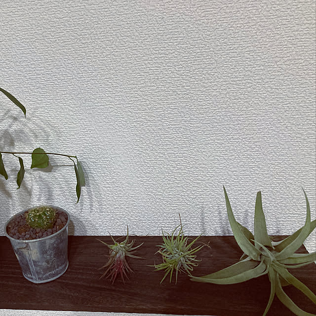 mizupoさんの実例写真