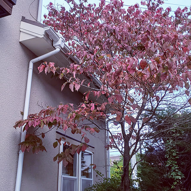 JUDYさんの実例写真