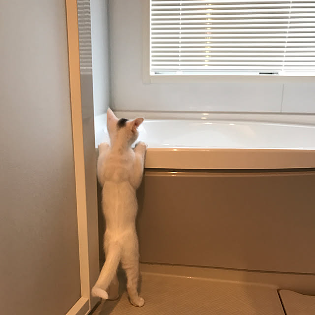 sakurasakuさんの実例写真