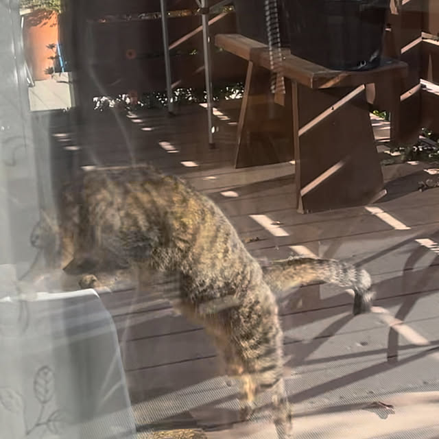 ronronさんの部屋
