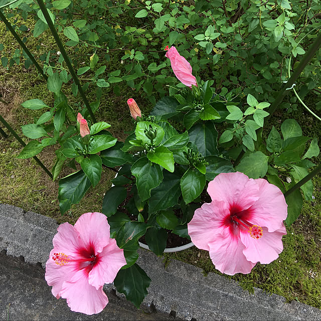 kakoさんの実例写真