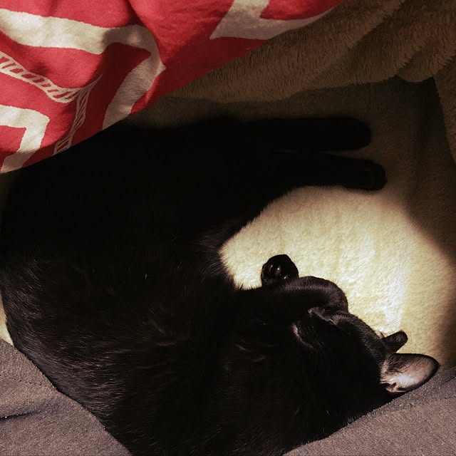 Beeさんの実例写真