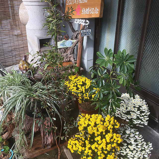 ナチュラル/観葉植物/ガーデニング/玄関/入り口のインテリア実例 - 2021-11-21 08:01:15