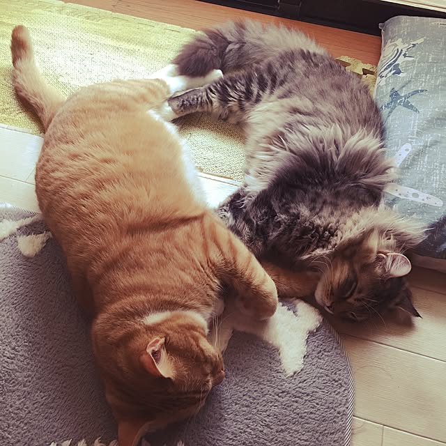 CATさんの実例写真