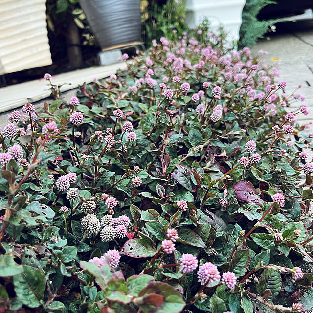 yukarin-gardenさんの部屋