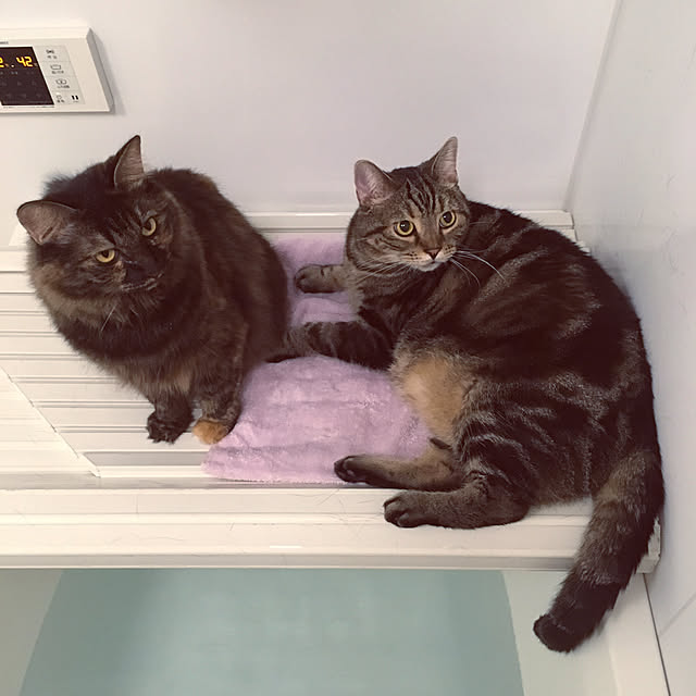 mikomaruさんの実例写真