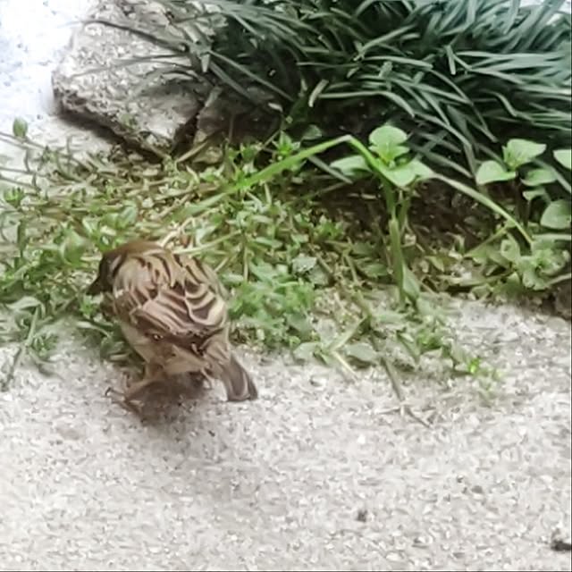 faunさんの部屋