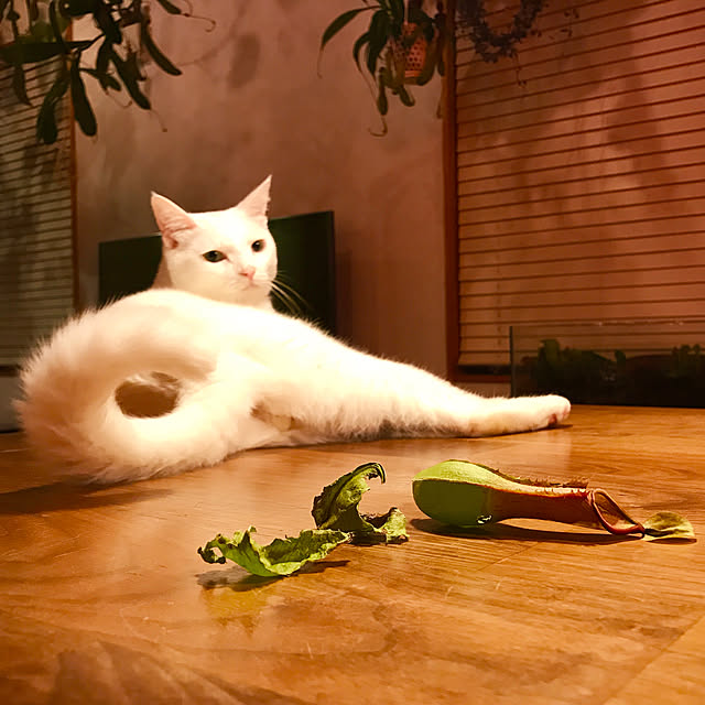 sakurasakuさんの実例写真