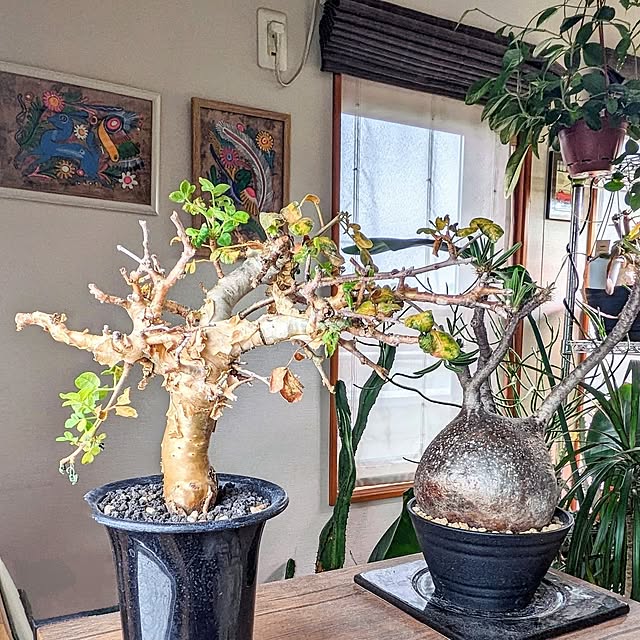 ot-gardenさんの部屋