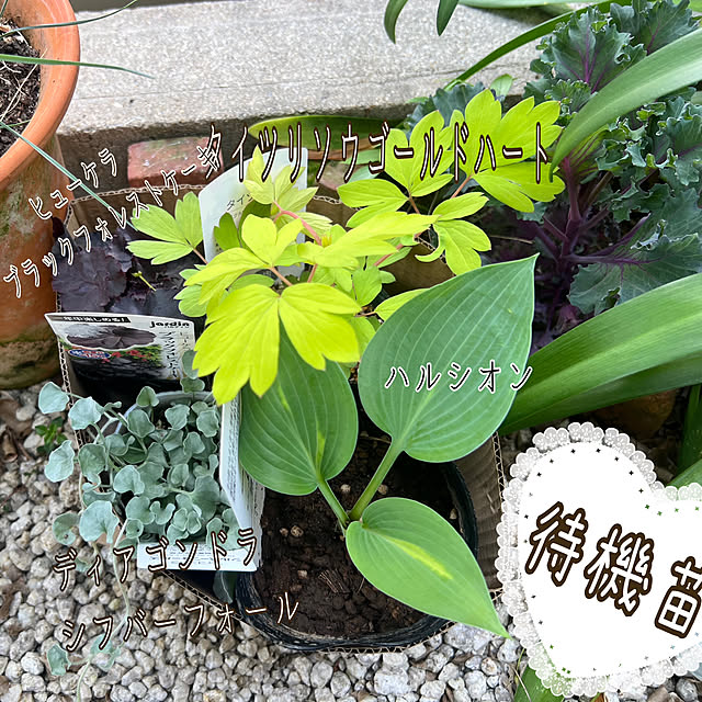 hinamamaさんの部屋