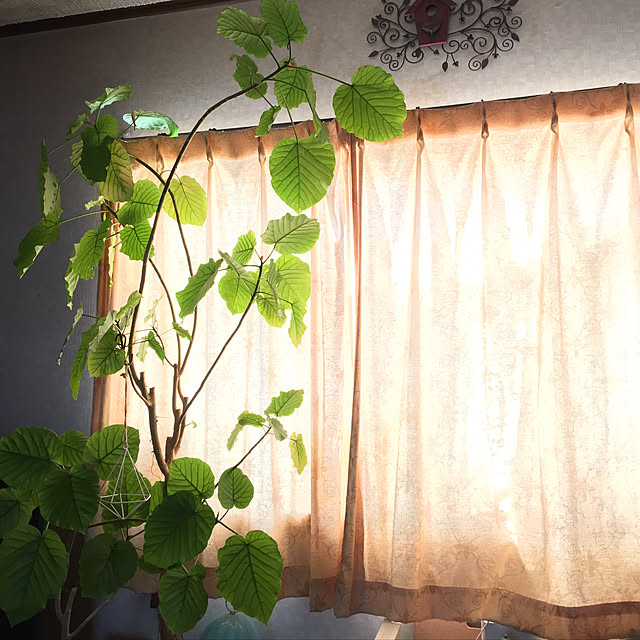 mintteaさんの実例写真