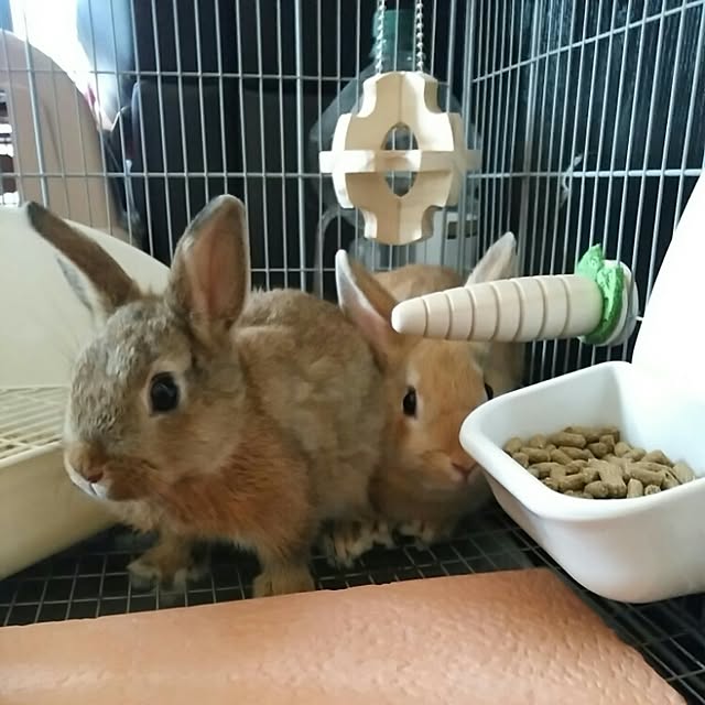 ChocolateNandasさんの実例写真
