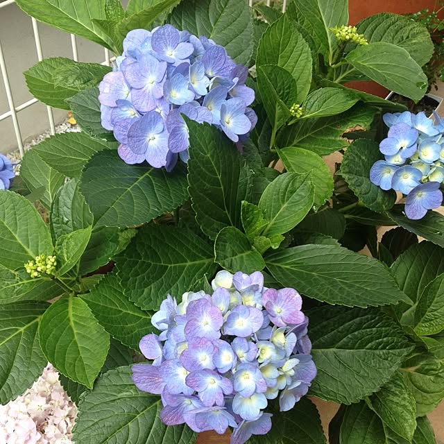 yamaさんの実例写真