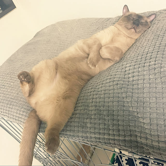 shienaさんの実例写真